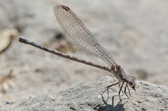 Argia extranea
