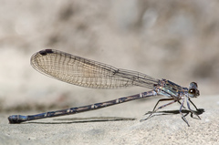 Argia extranea