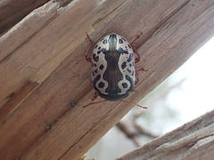 Calligrapha ignota