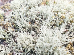 Cladonia arbuscula mitis
