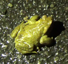 Bufo spinosus