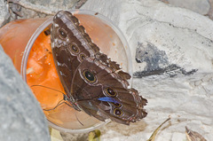 Morpho helenor octavia