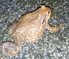 Bufo spinosus