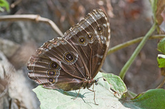 Morpho helenor octavia