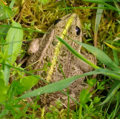 Pelophylax