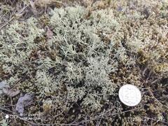 Cladonia arbuscula mitis