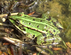 Pelophylax