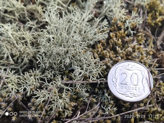 Cladonia arbuscula mitis