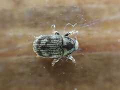 Hylesinus aculeatus