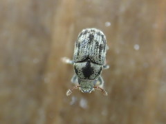 Hylesinus aculeatus