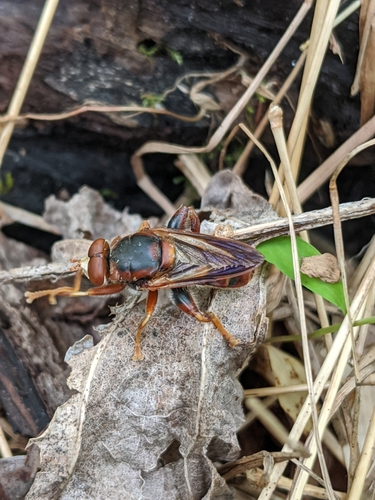 Orange Spur Fly photo 4