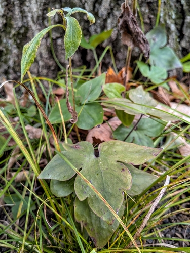 Hepaticae observed 2026-10-31
