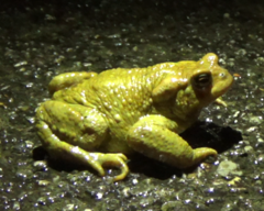 Bufo spinosus