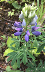 Lupinus nootkatensis