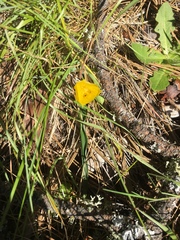 Calochortus monophyllus