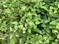 Commicarpus