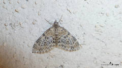 Acasis viretata