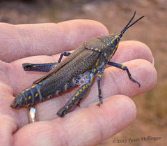 Pyrgomorphidae