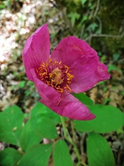 Paeonia caucasica