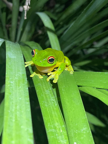 Litoria observed 2026-11-01