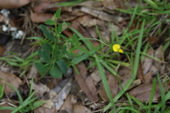 Crotalaria rotundifolia