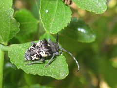 Brachychilus scutellaris