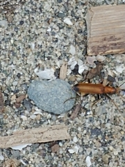 Nacerdes melanura
