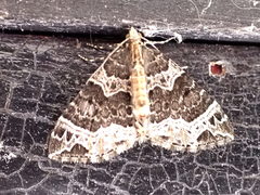 Ecliptopera silaceata