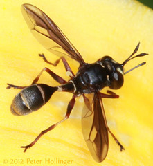 Physocephala furcillata