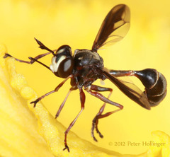 Physocephala furcillata