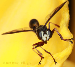 Physocephala furcillata