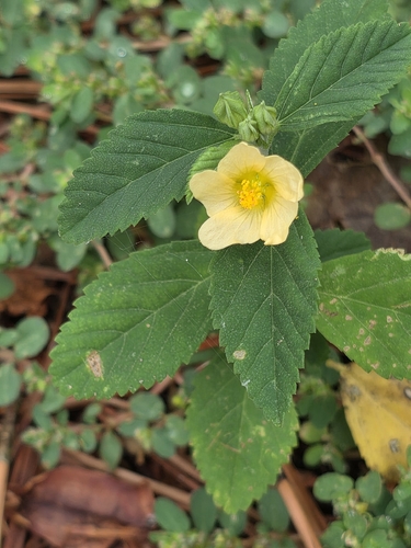 Sida rhombifolia observed 2026-10-31