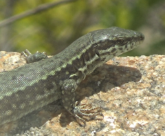 Podarcis muralis