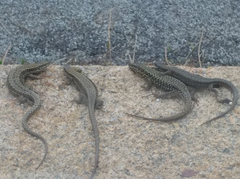 Podarcis muralis