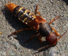 Platydracus immaculatus