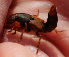 Platydracus immaculatus