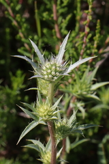 Eryngium dilatatum