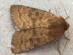 Hoplodrina octogenaria