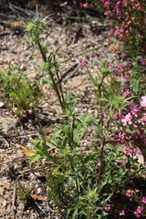 Eryngium dilatatum