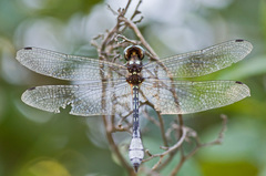 Macrothemis pseudimitans