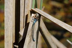 Coenagrion pulchellum