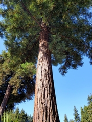 Sequoioideae