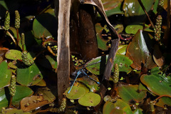 Coenagrion pulchellum