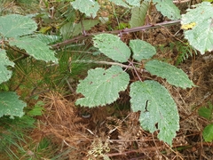 Rubus grabowskii
