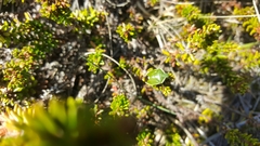 Chlorochroa juniperina
