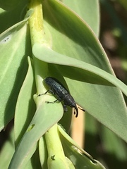 Mecinus janthiniformis