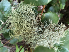 Usnea cornuta