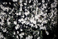 Prostanthera cuneata