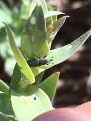 Mecinus janthiniformis