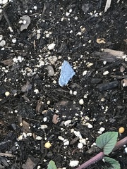 Celastrina echo sidara